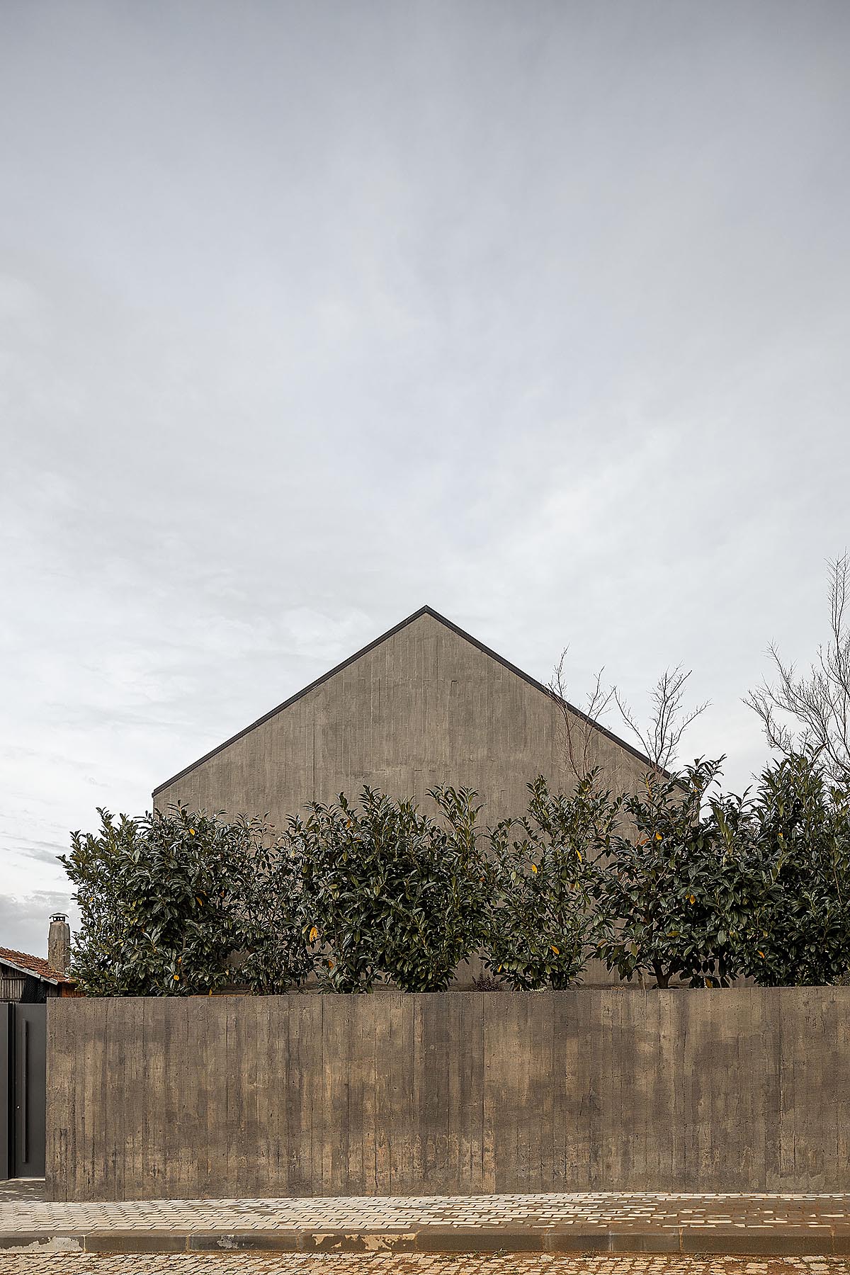 trees in front of the house 