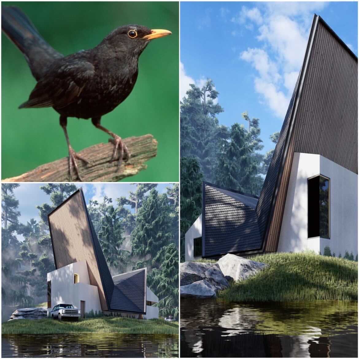 ngôi nhà hình chim trong rừng 