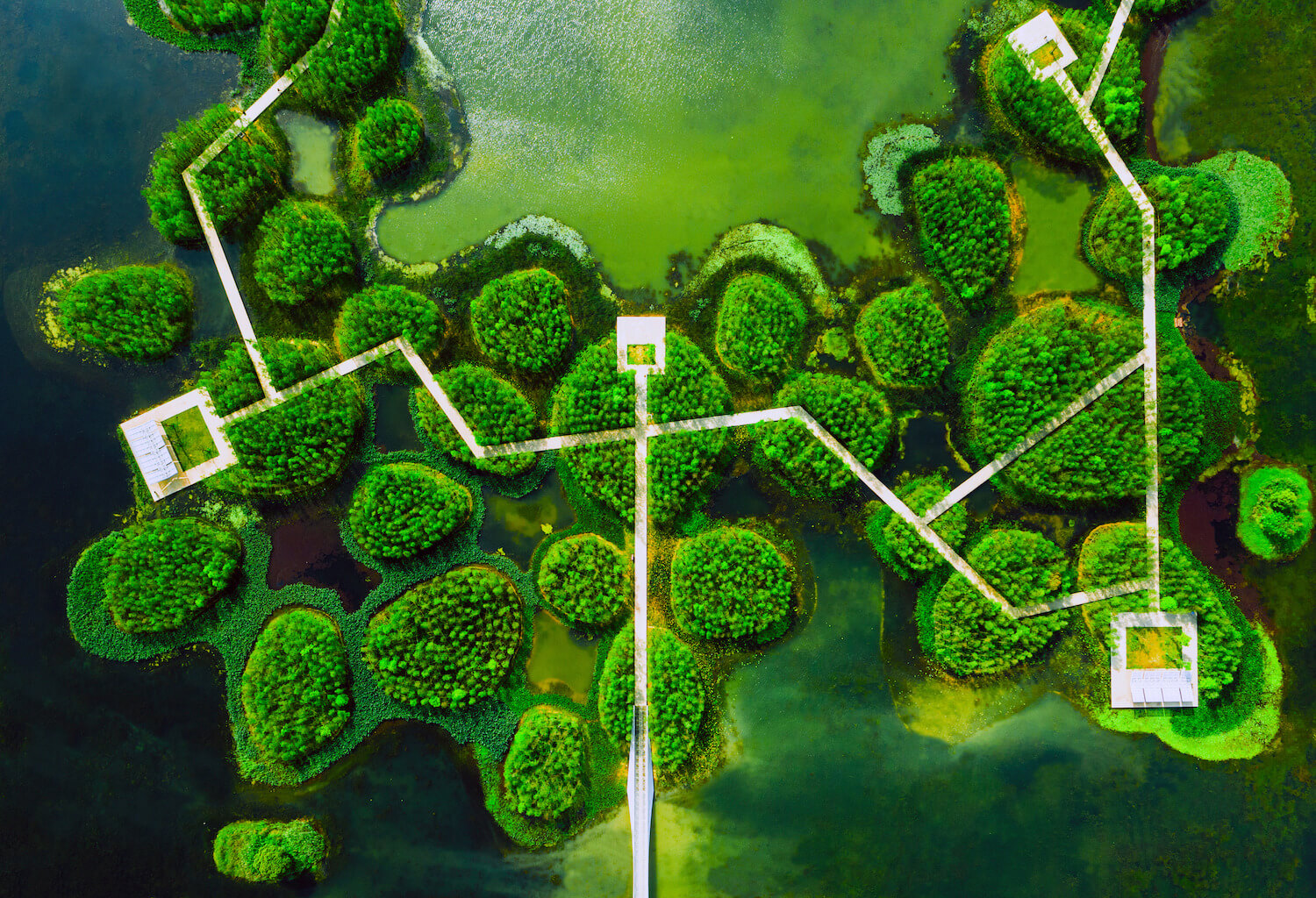 A Floating Forest: Fish Tail Park in Nanchang City