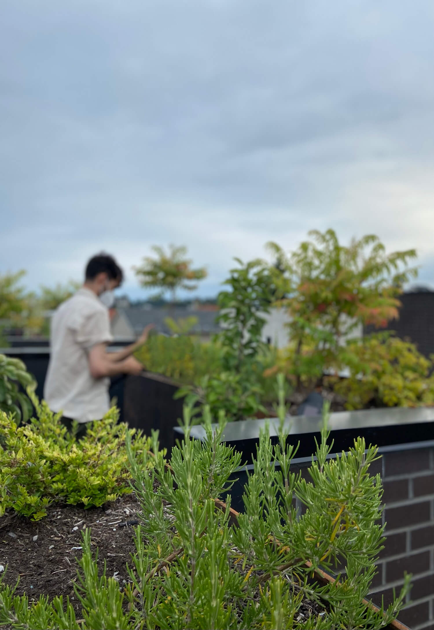 Wittman Estes - Capitol Hill Courtyard Garden Focused on